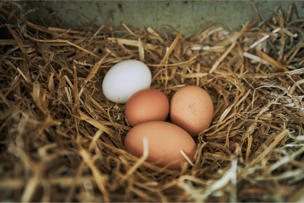 How many nest boxes for 20 chickens
