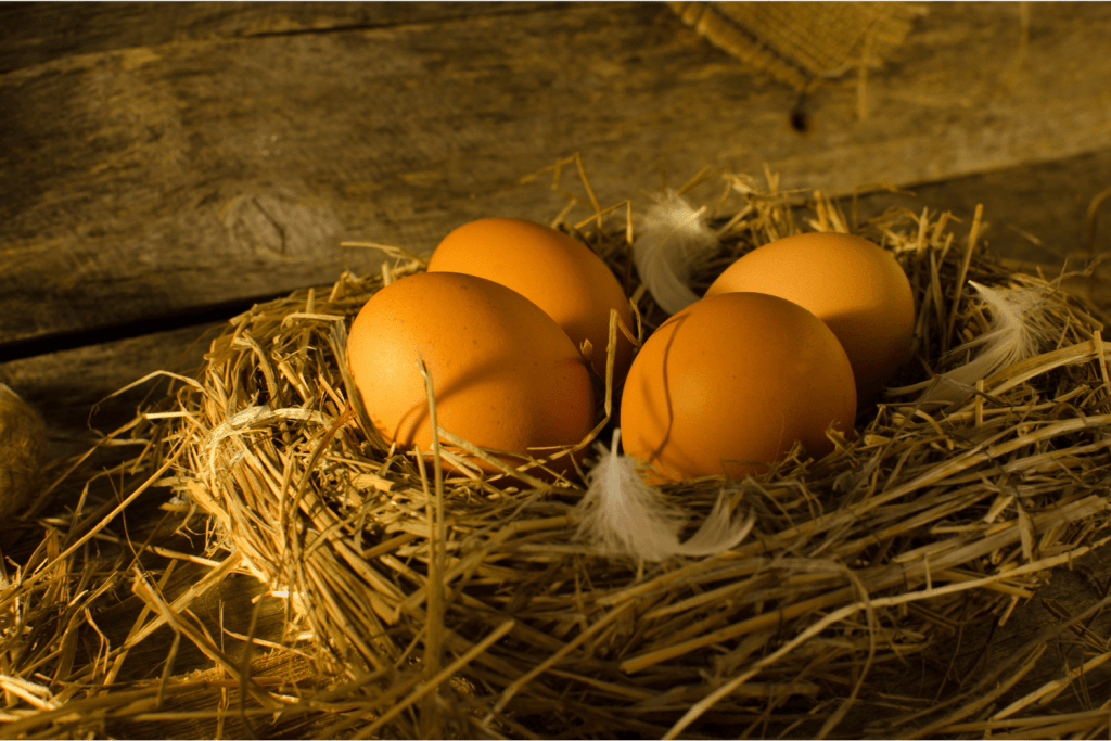 How many nest boxes for 20 chickens