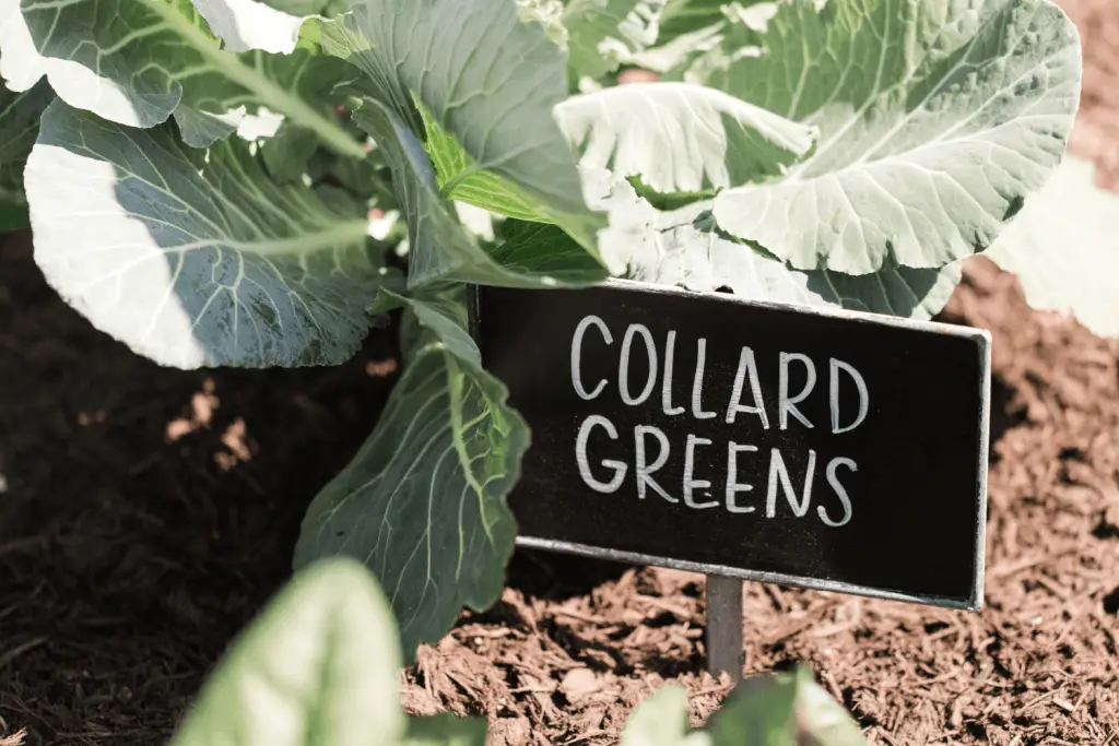 Can chickens eat collard greens