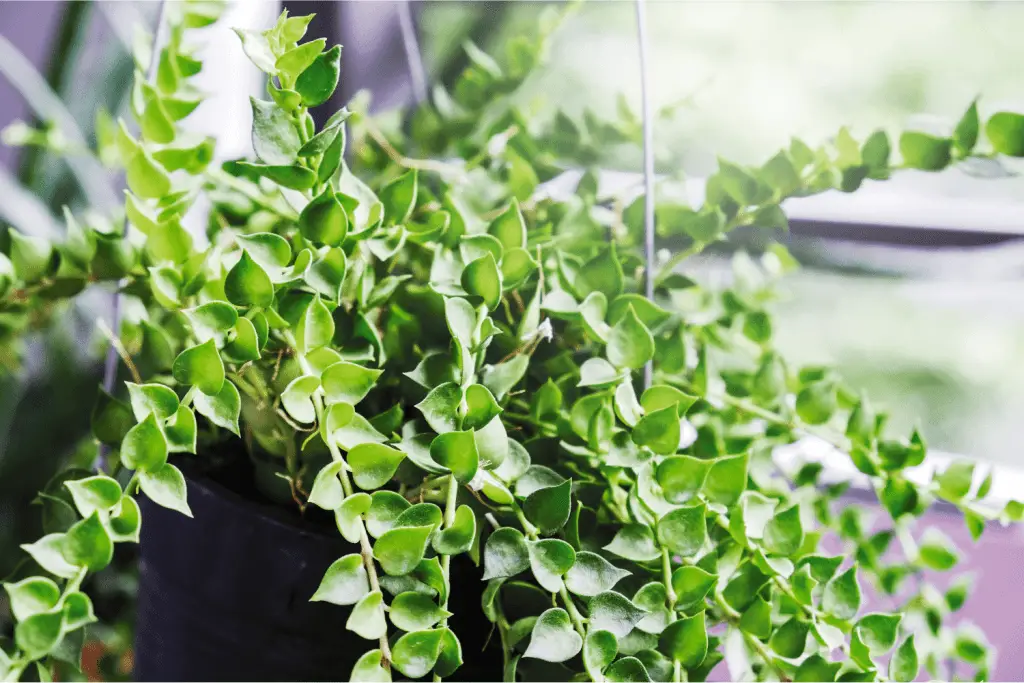 Million Hearts Plant Care