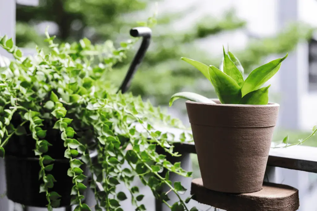 Million Hearts Plant Care