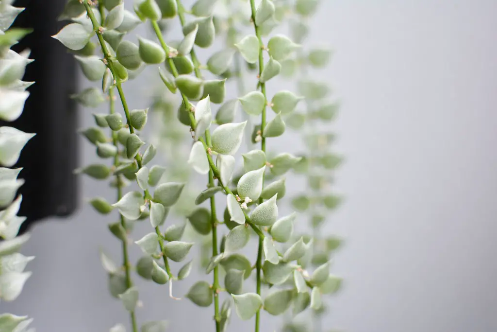 Million hearts plant care