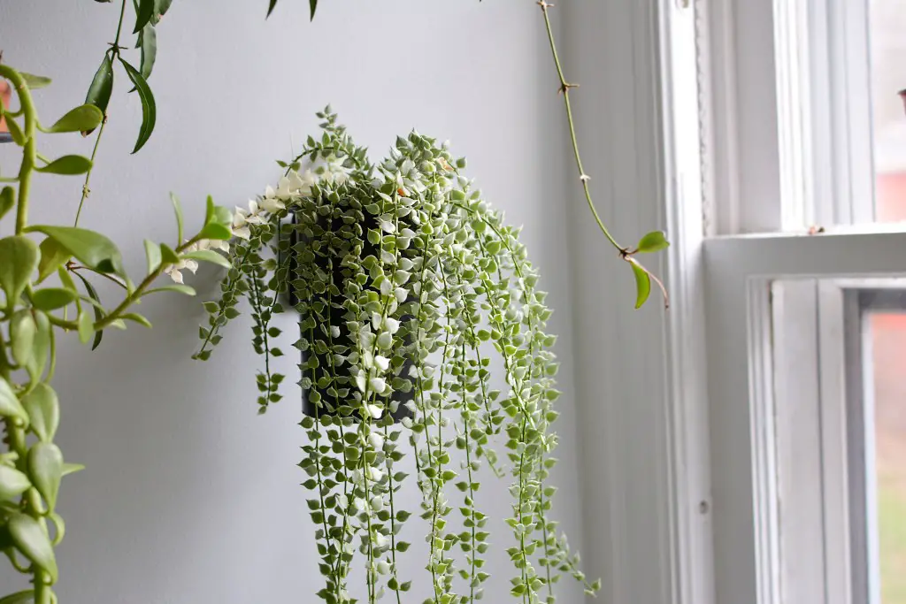 Million hearts plant care