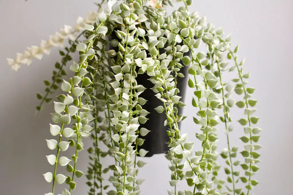 Million hearts plant care