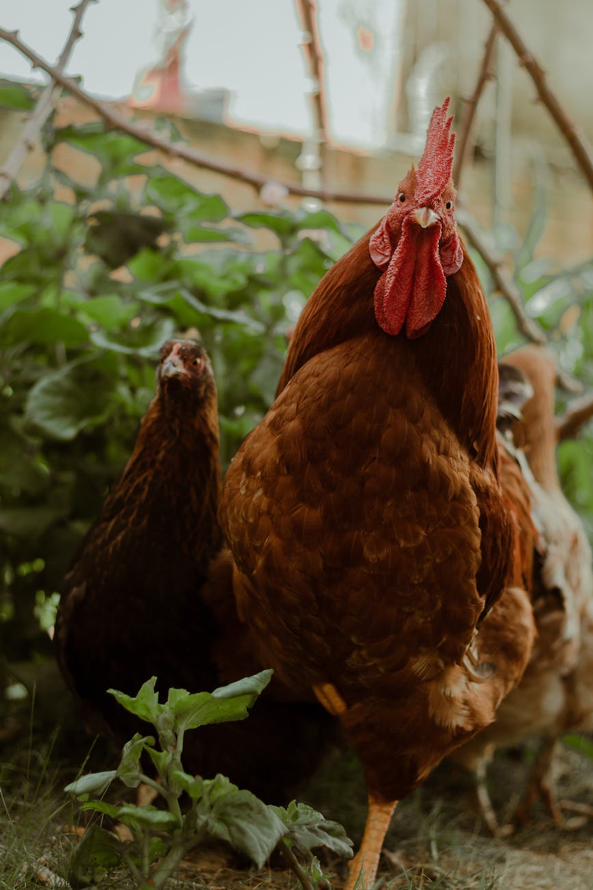 chickens in close up photography