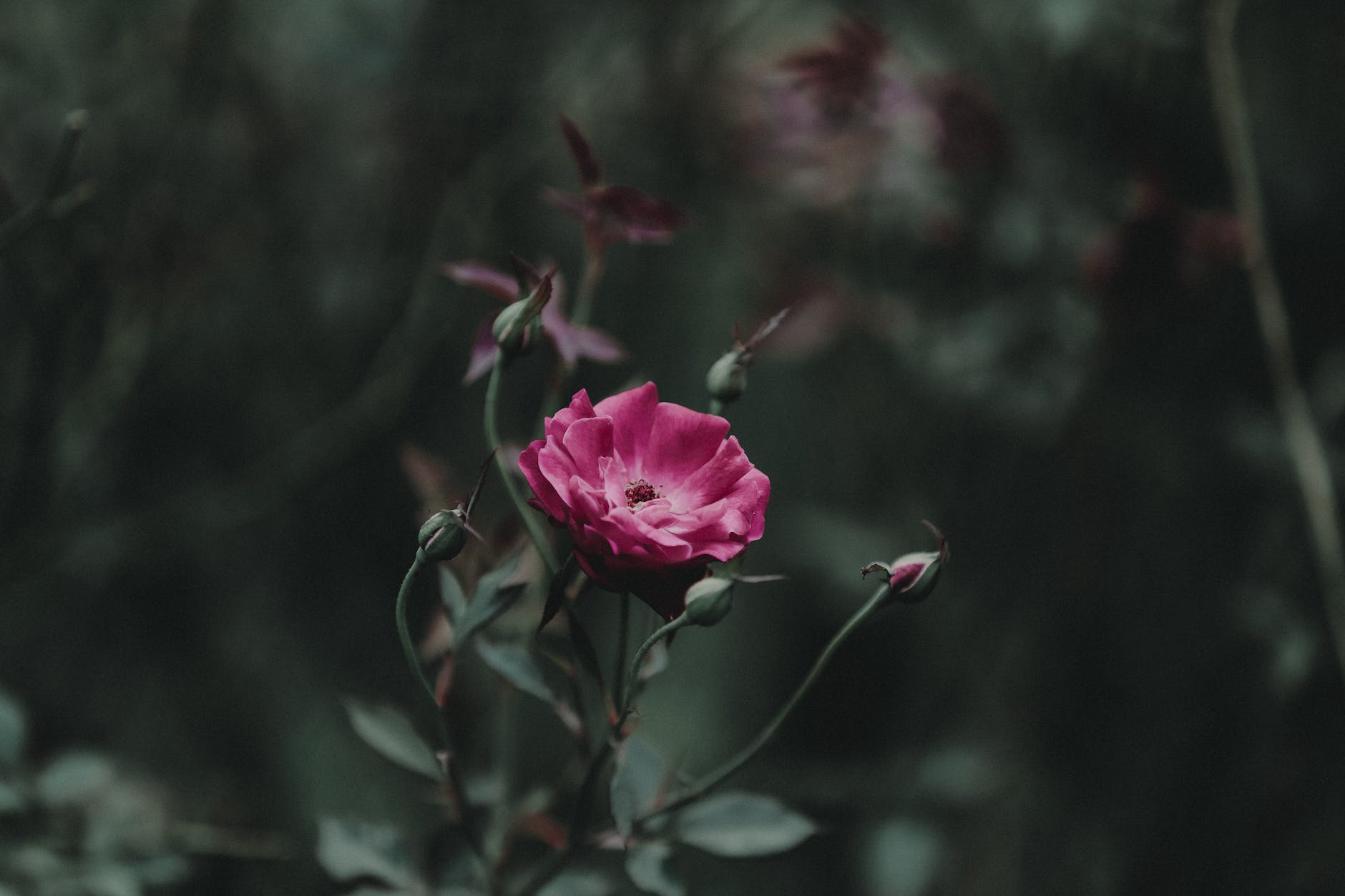 shallow focus photography of pink petal flower