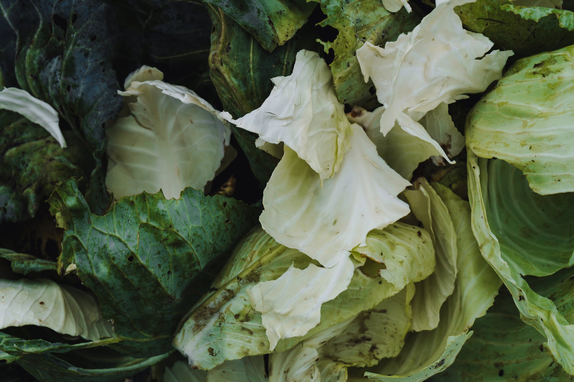 cabbage leaves