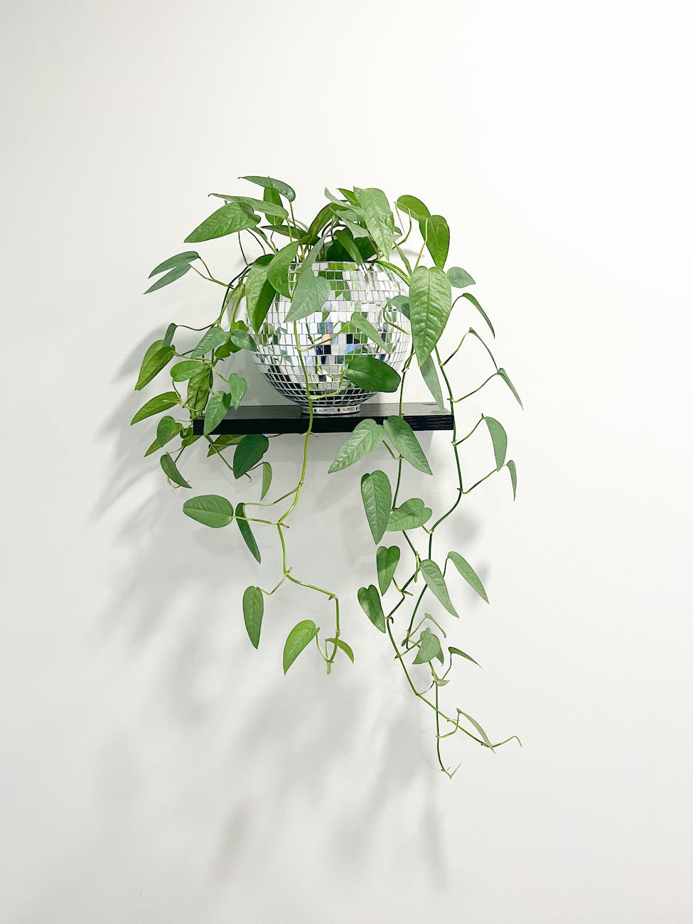 a plant is hanging from a wall