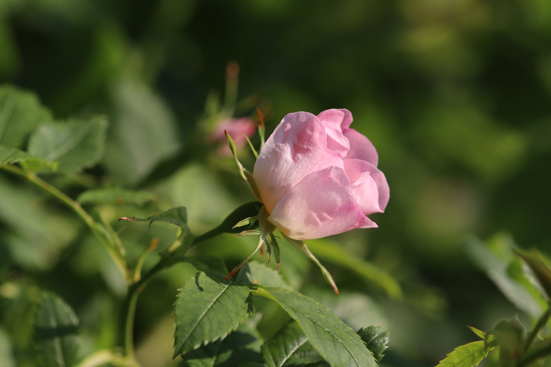 Fertilizer for Drift roses