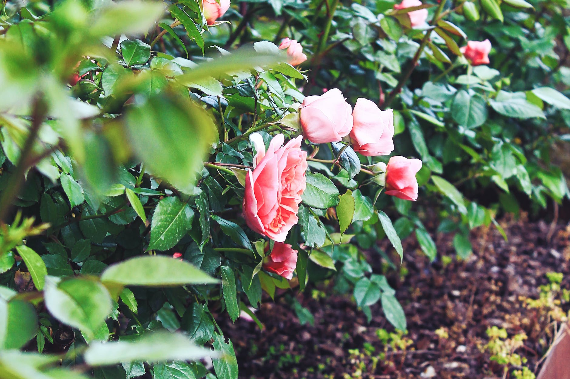 pink roses blooming in garden