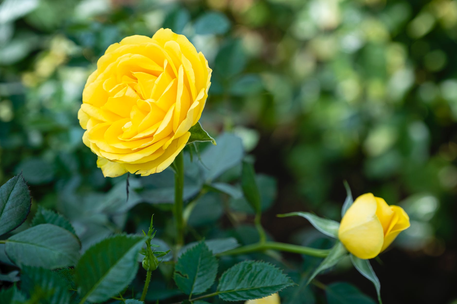 Fertilizer for drift roses