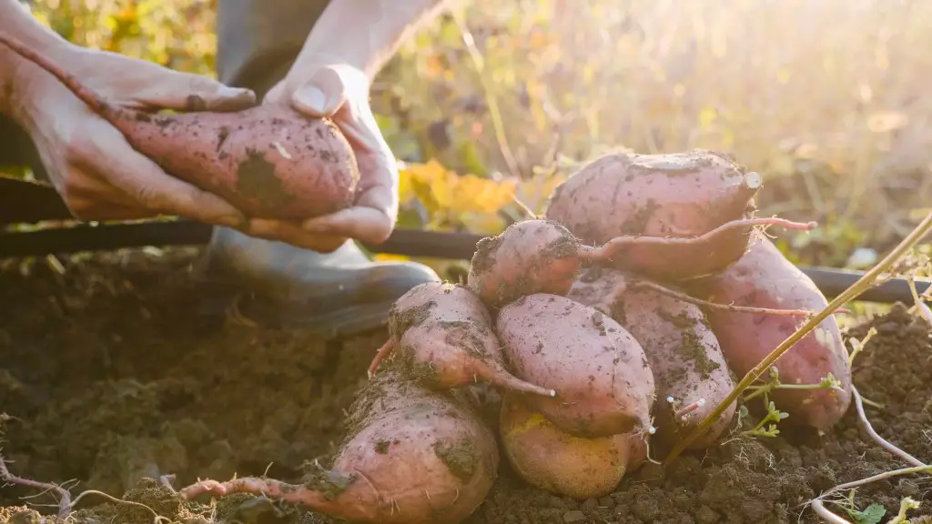 how to grow sweet potatoes