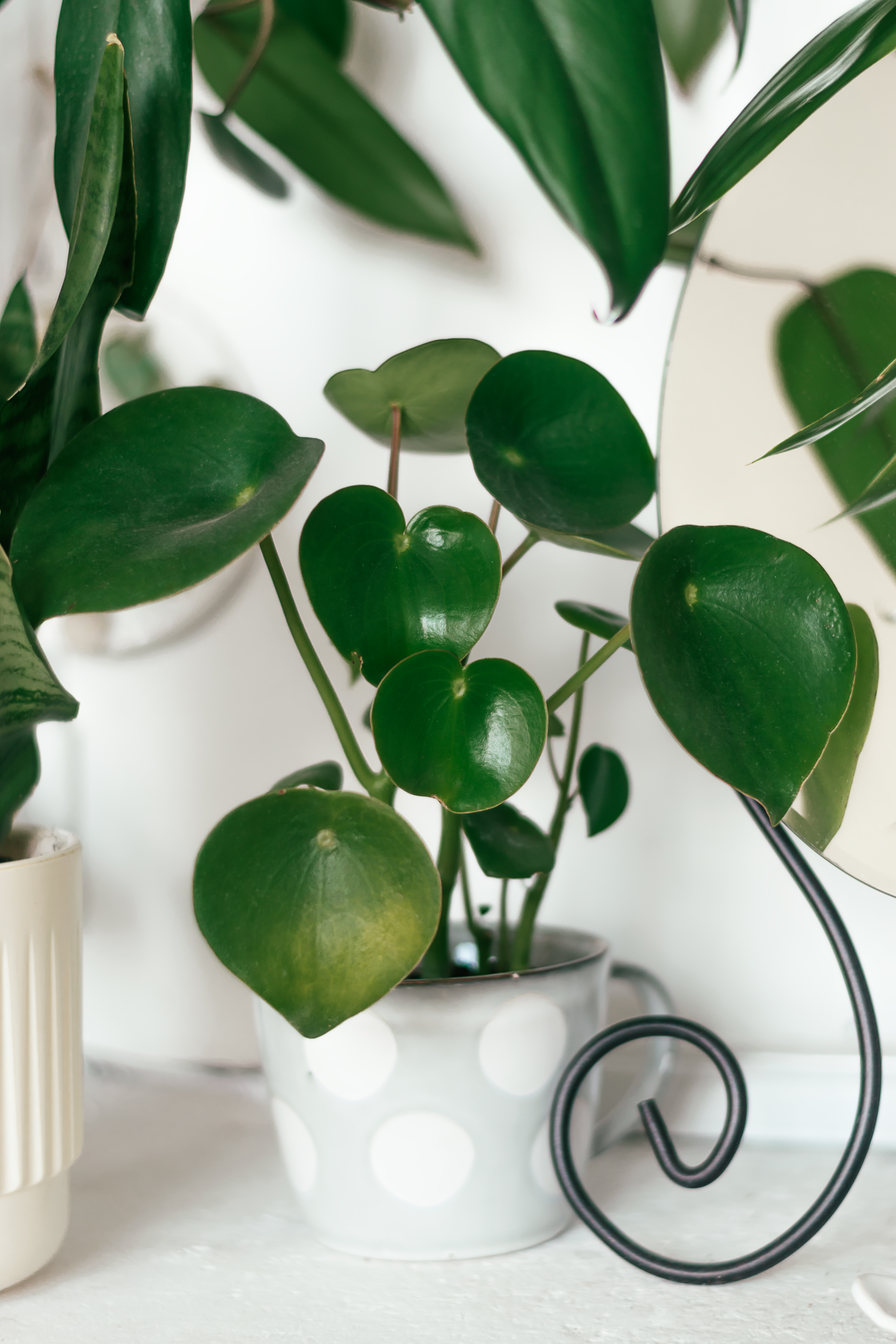 Peperomia raindrop plant care