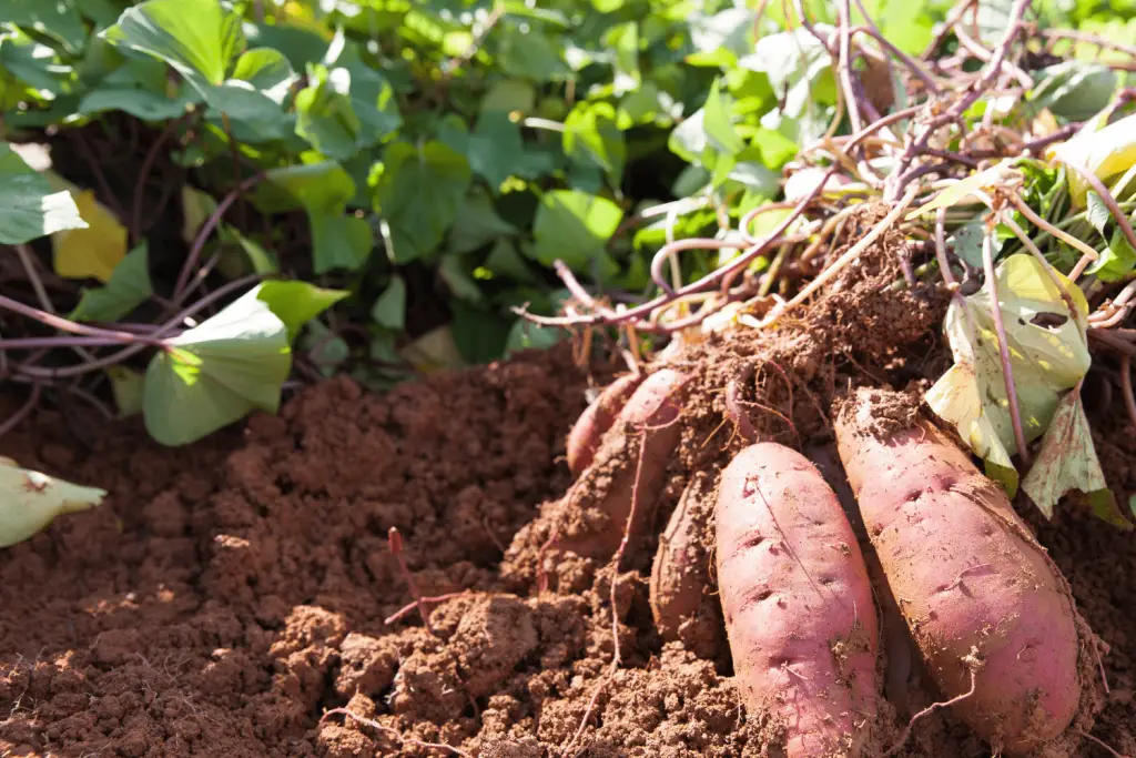 how to grow sweet potatoes