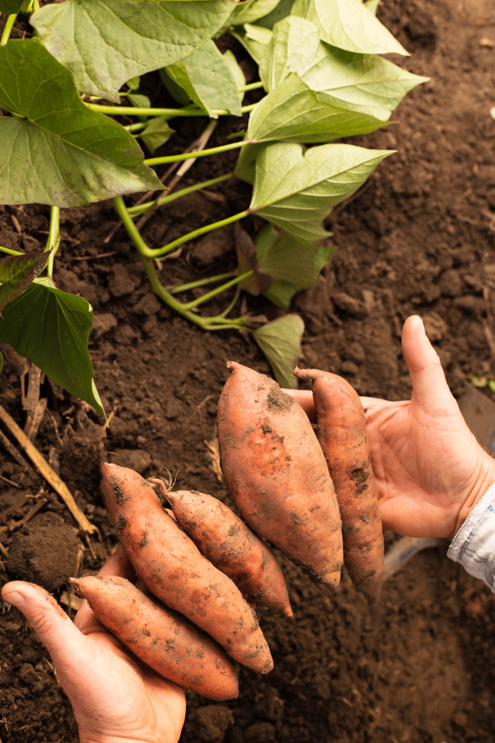 how to grow sweet potatoes