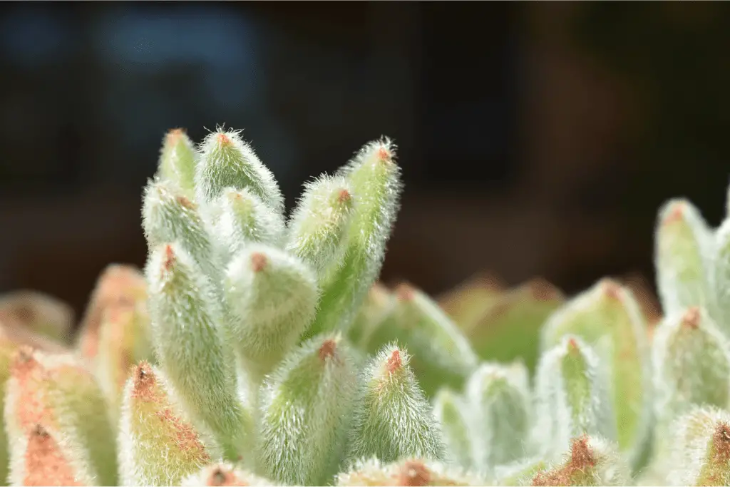 types of fuzzy succulents