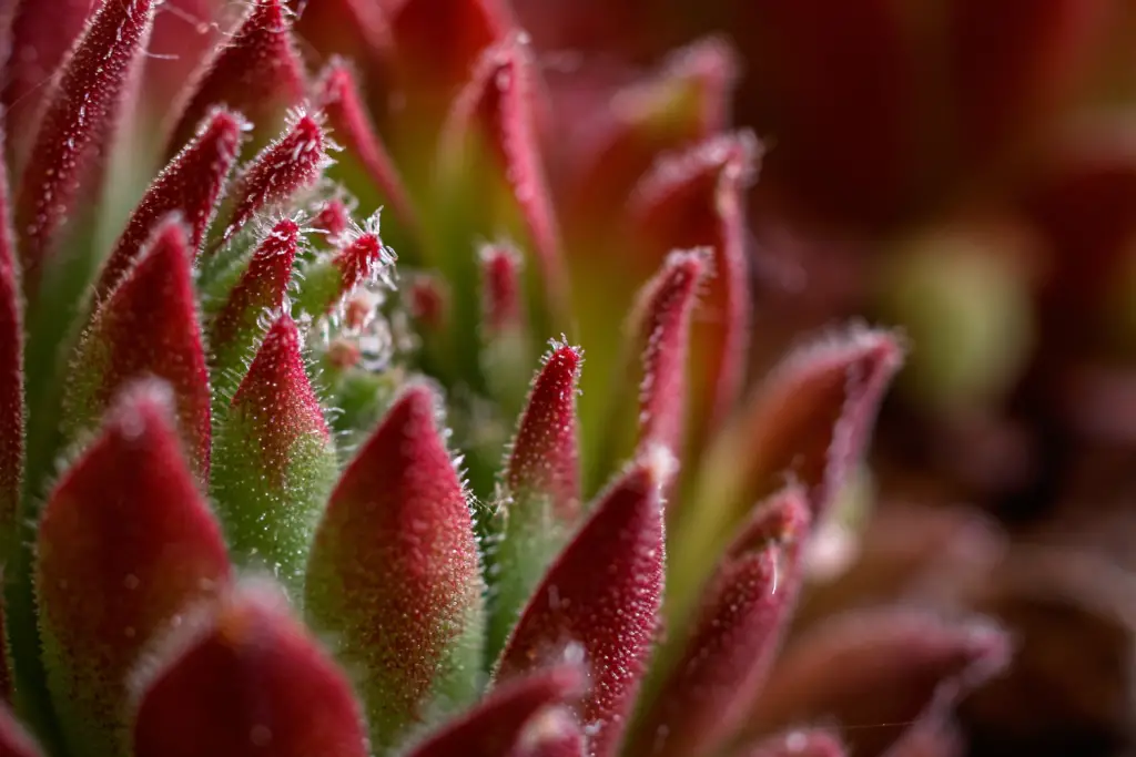 types of fuzzy succulents