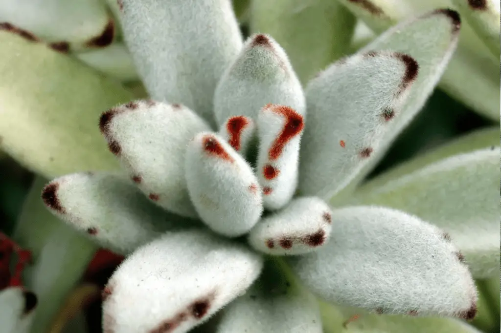 types of fuzzy succulents