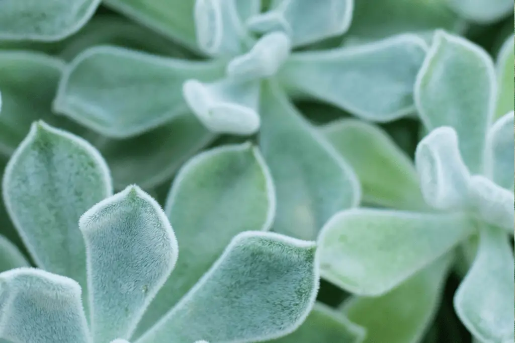 Fuzzy Succulents