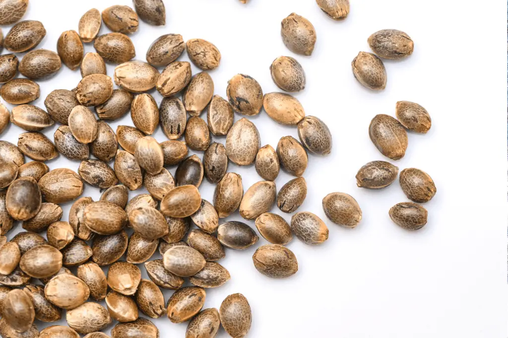 germinating auto seeds