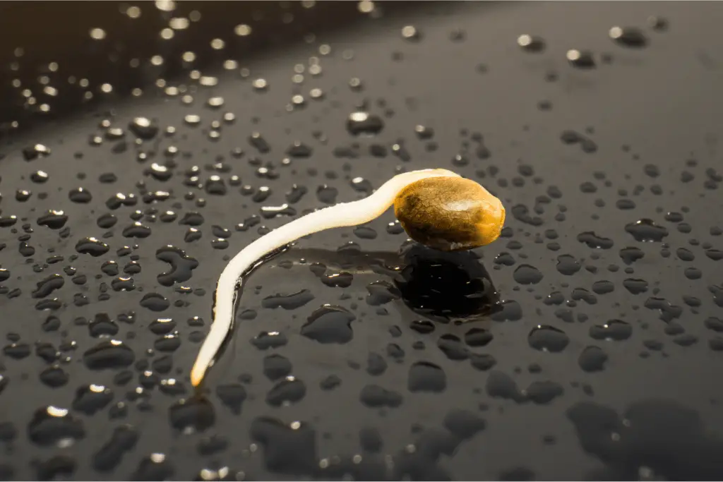 germinating auto seeds