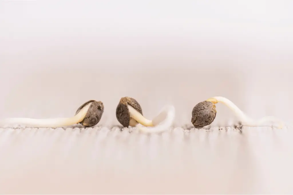 germinating auto seeds