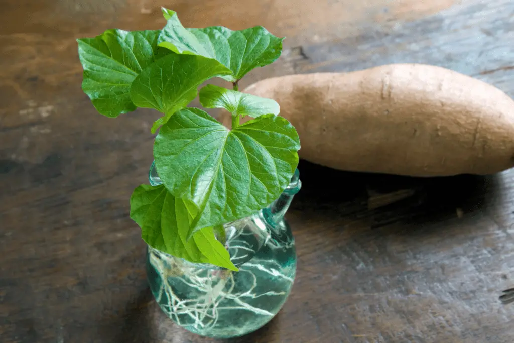 Grow Sweet Potatoes