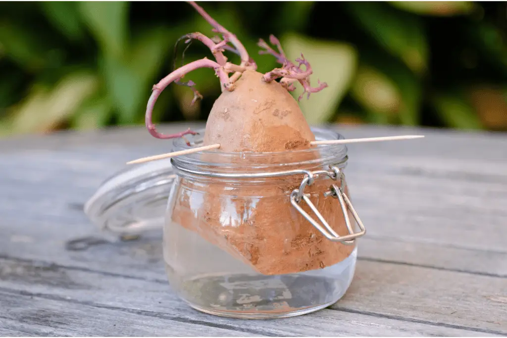 Grow Sweet Potatoes