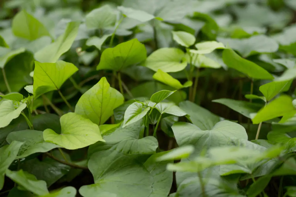  Sweet Potato vines