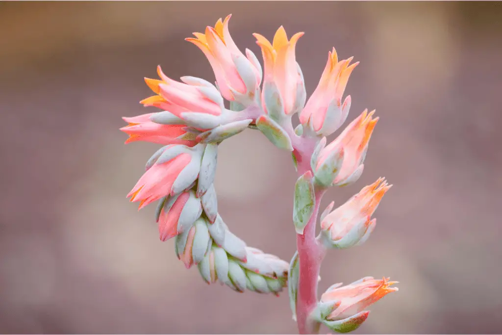 Succulent Flowers