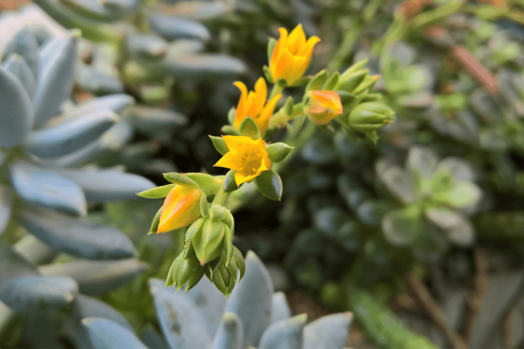 Succulent Blooms