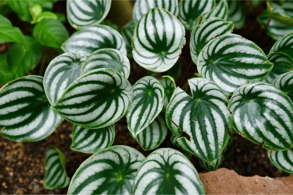 How to Propagate watermelon Peperomia