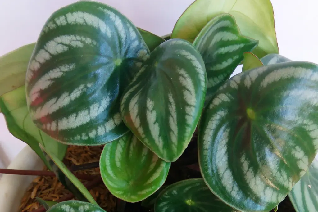 How to Propagate watermelon Peperomia