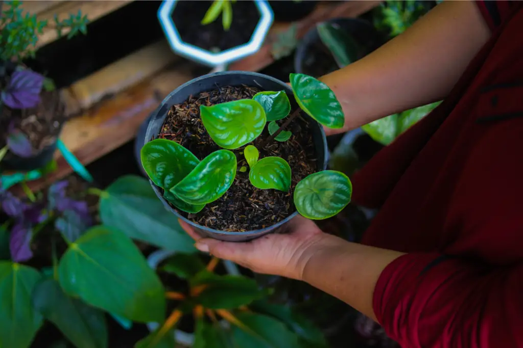 How to Propagate watermelon Peperomia