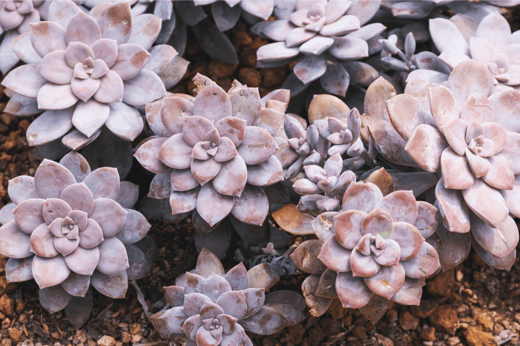 succulents with purple tips