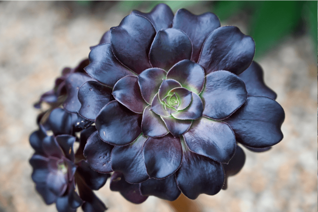 Succulents with purple tips