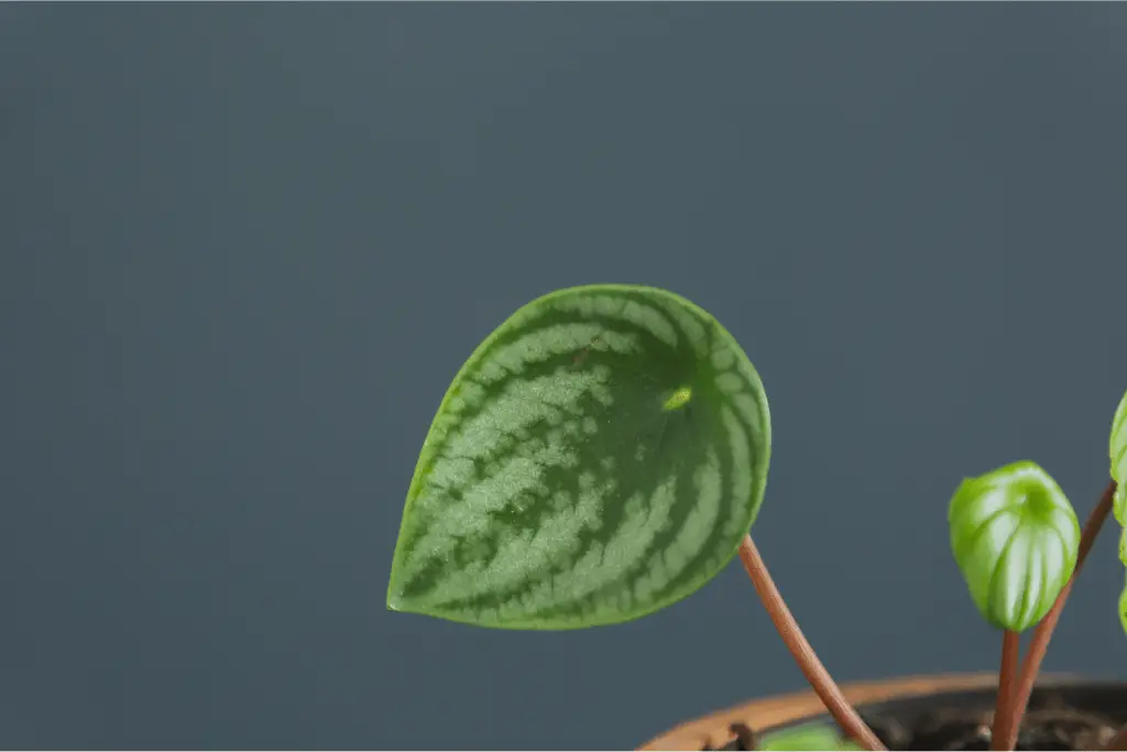 How to Propagate watermelon Peperomia