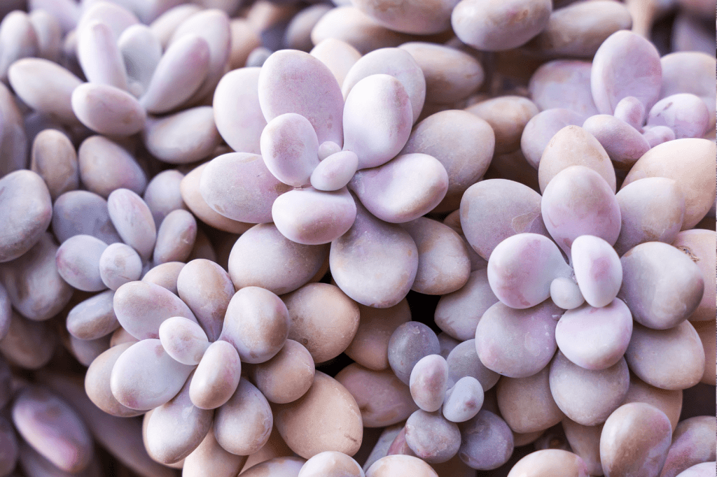 Succulents with purple tips