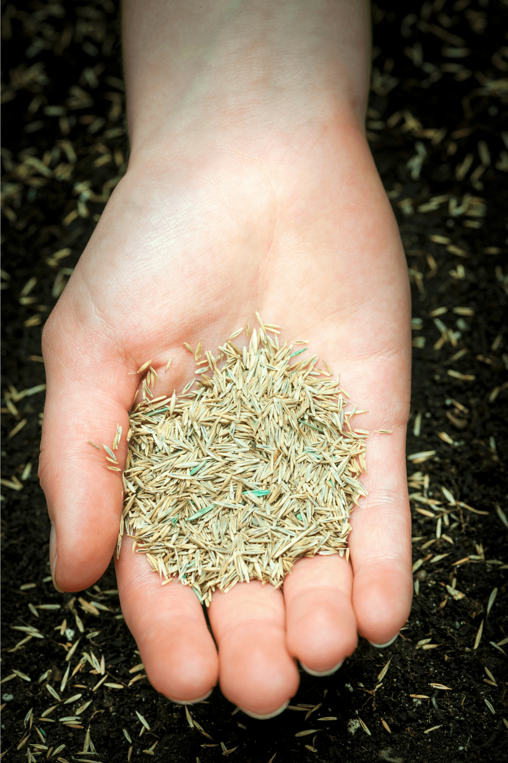 best grass for clay soil