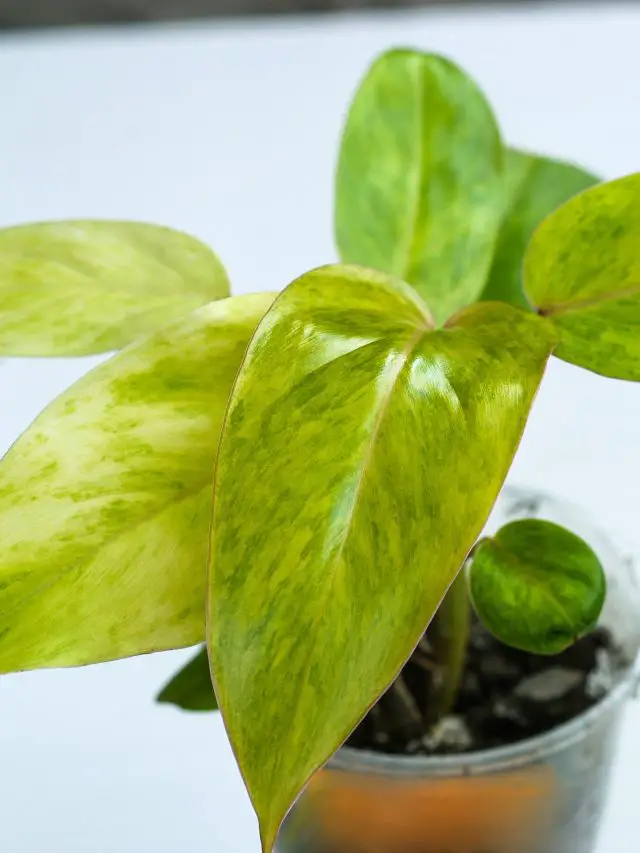Philodendron Painted Lady Plant Care