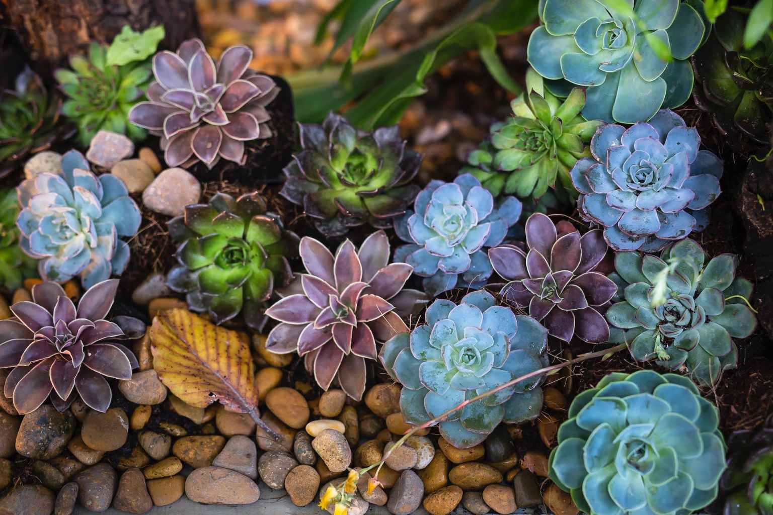 Can you plant Succulents in rocks? How to make a rock garden