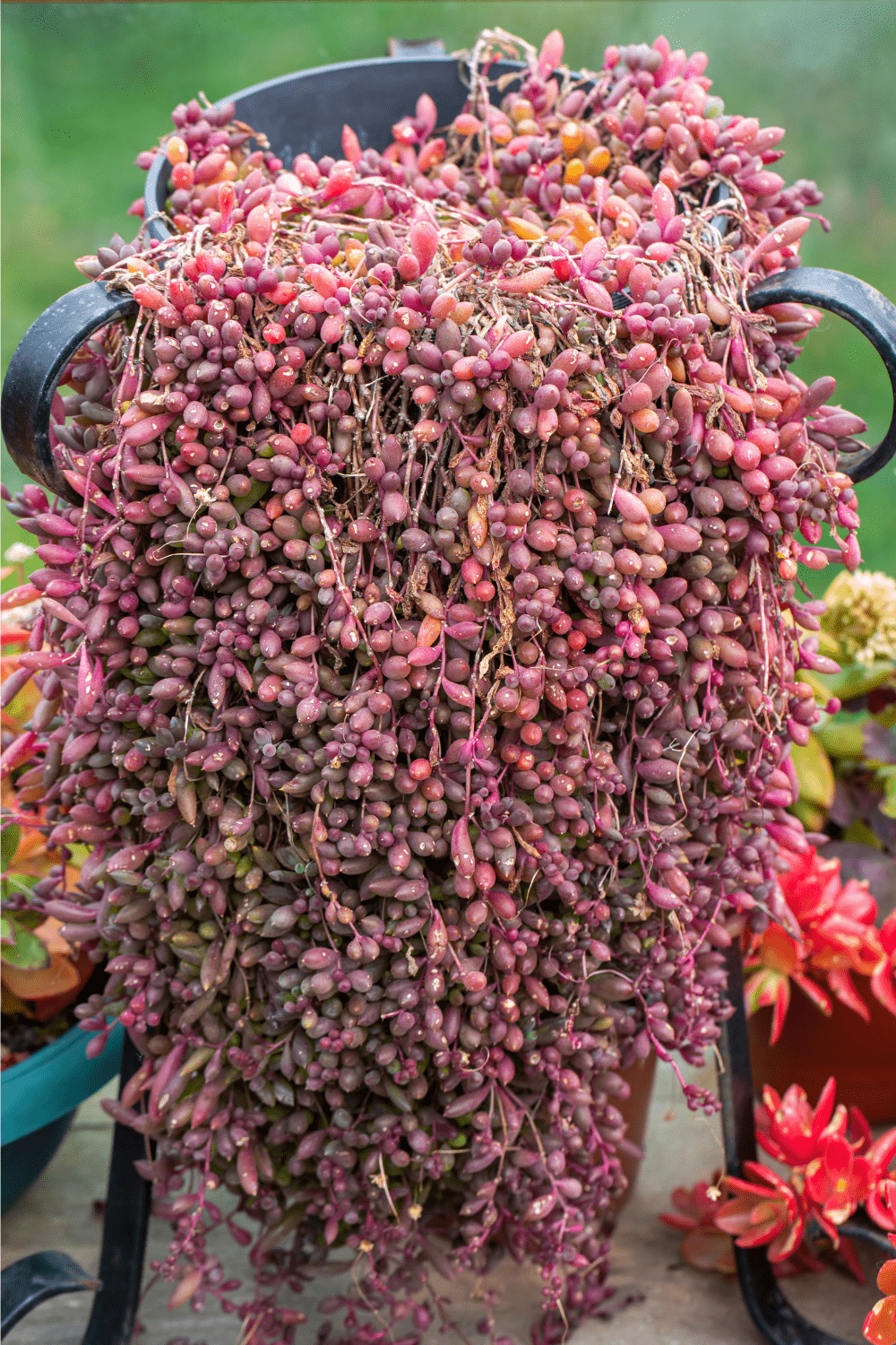 String of rubies plant care