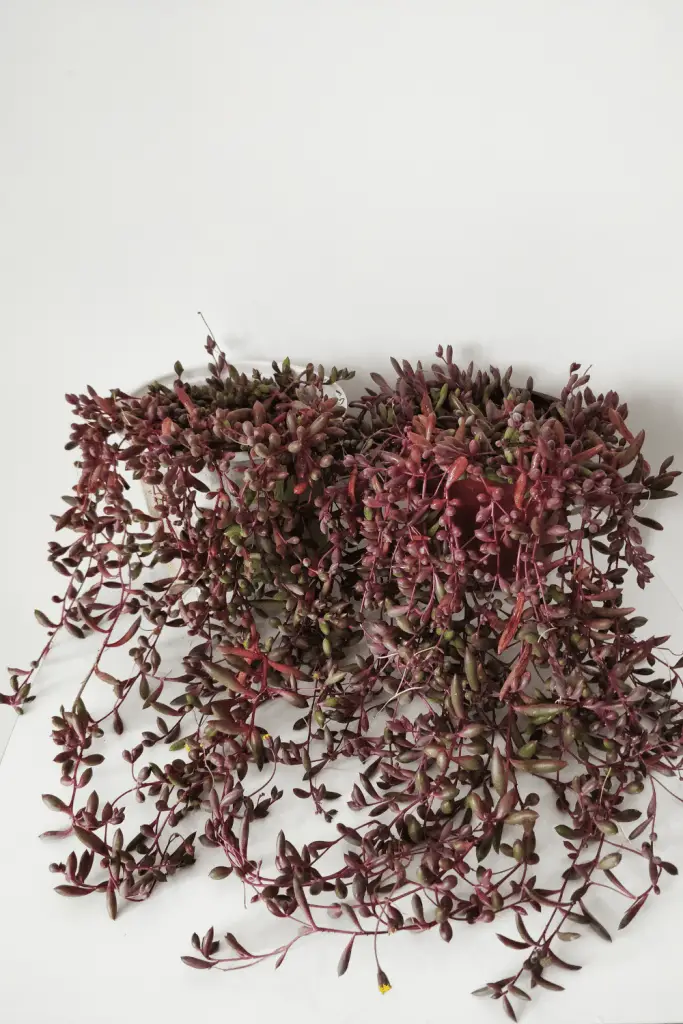 String of Rubies Plant Care