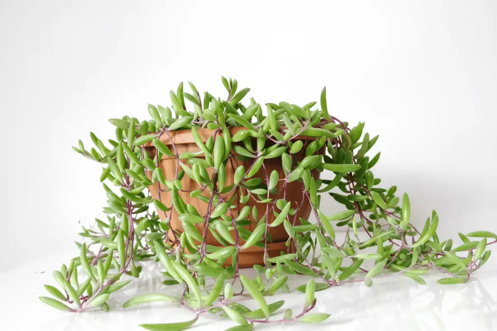 String of Rubies Plant Care