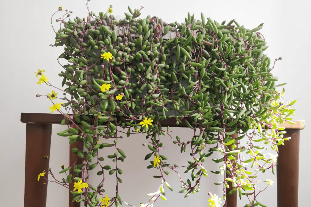 String of Rubies Plant Care