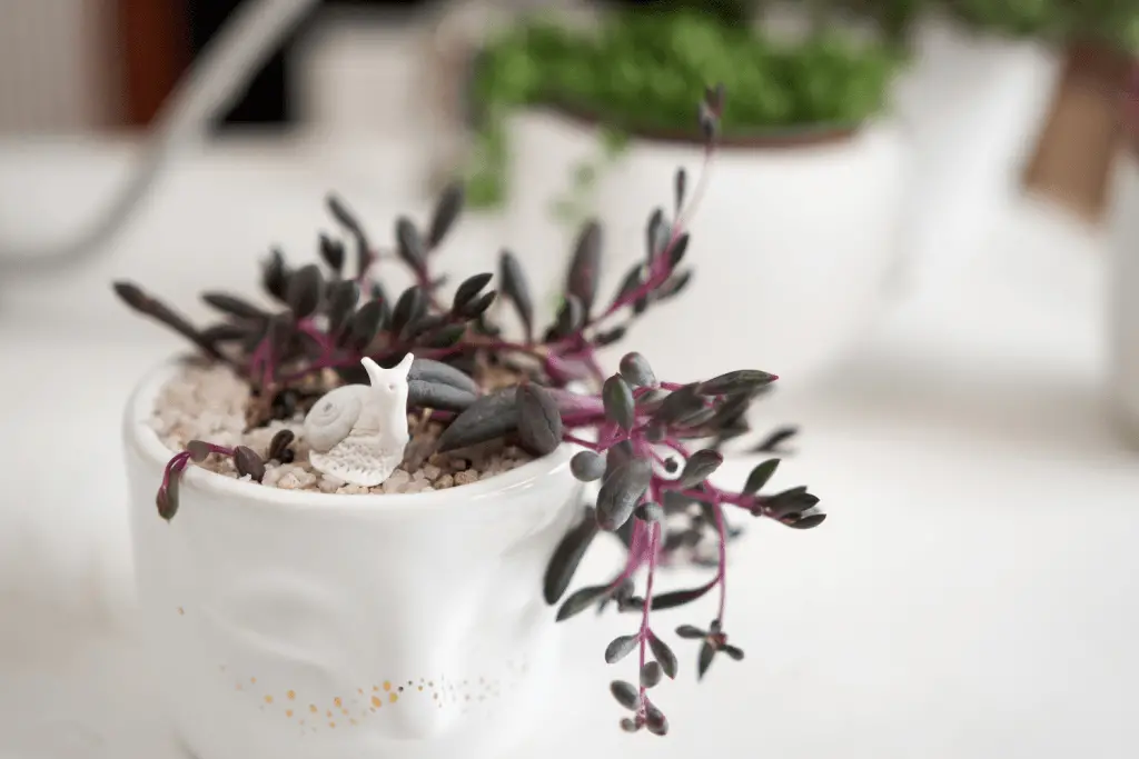 String of Rubies Plant Care