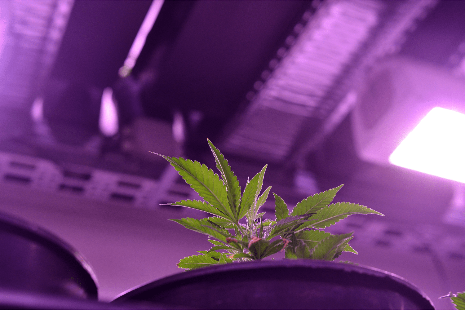 reduce humidity in grow tent