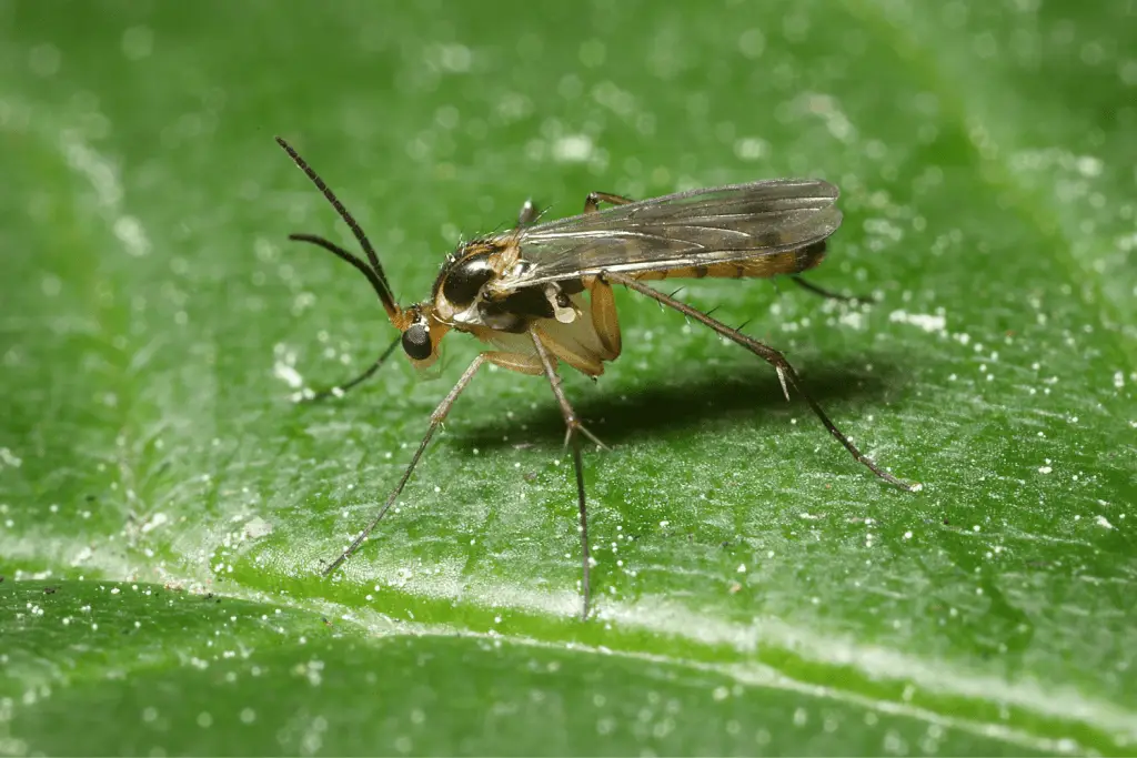 How to get rid of fruit flies in house plants