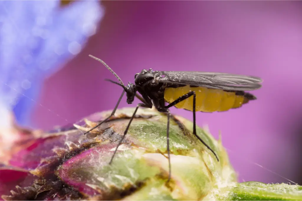 How to get rid of fruit flies in house plants