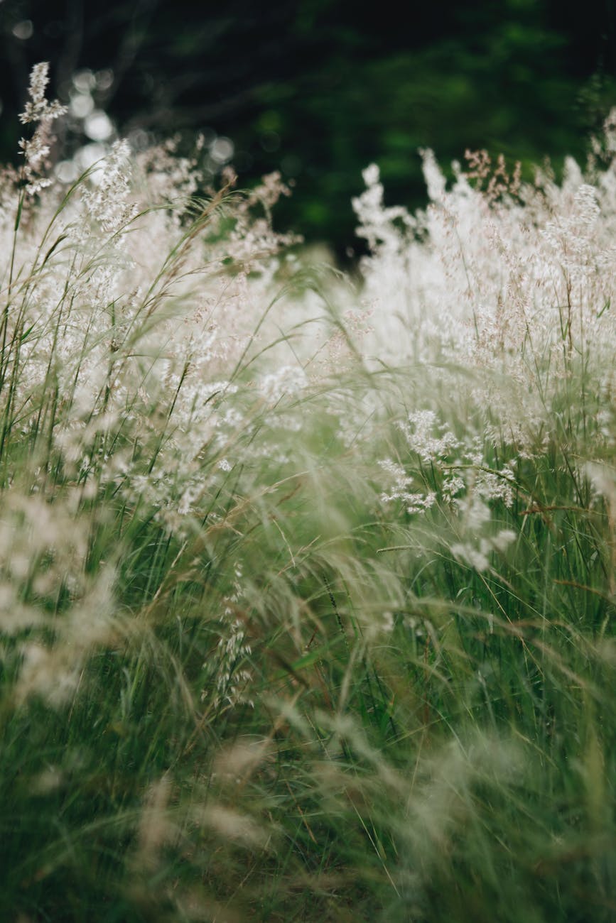 grass field with white flowers